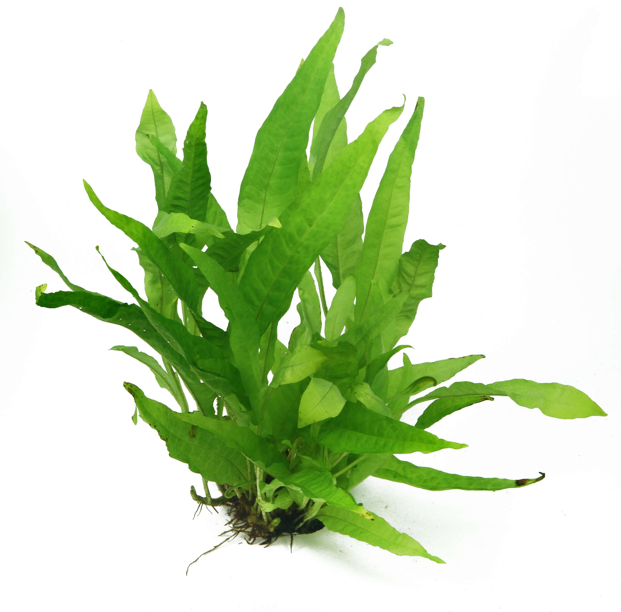 The Planted Aquarium Reset: How to Correct Planting Errors Without Losing Your Livestock